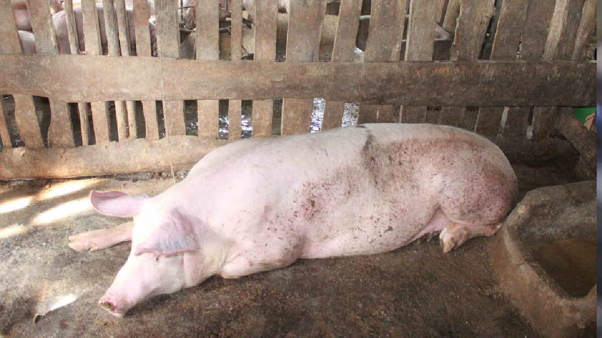 หมูตายไร้สาเหตุปศุสัตว์เร่งเก็บตัวอย่างพิสูจน์โรค