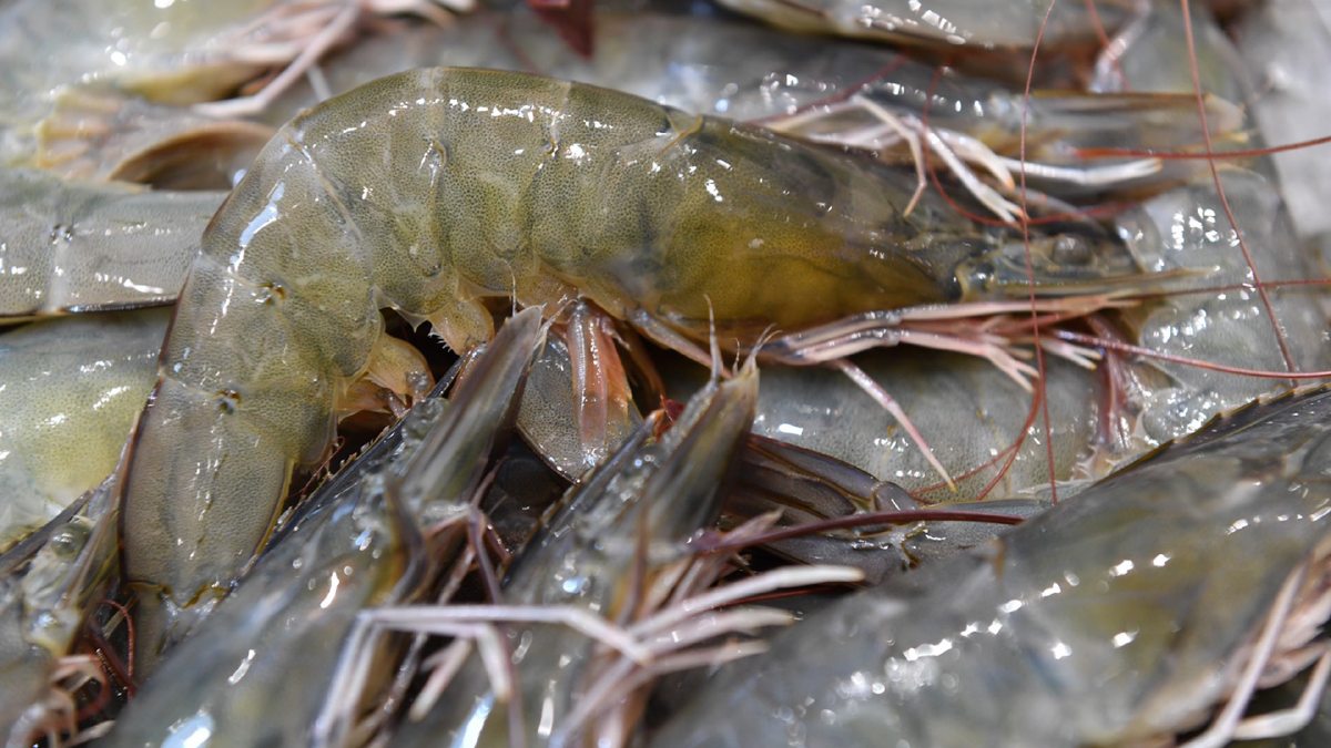 ประมงยันนำเข้า ‘กุ้งทะเล‘ ไม่กระทบเกษตรกรไทย ประมงยันนำเข้า ‘กุ้งทะเล‘ ไม่กระทบเกษตรกรไทย