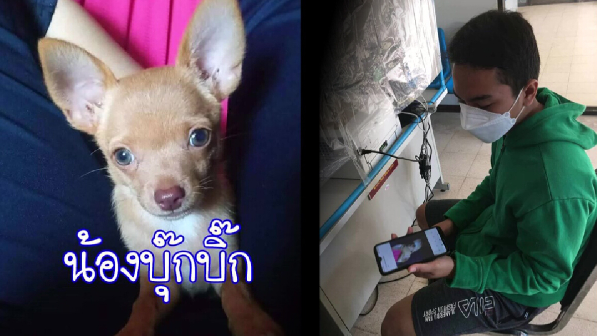 หมาผมก็รัก เจ้าบุ๊กบิ๊กพันธุ์ชิวาวาถูกอุ้มขึ้นรถหาย วอนใครขโมยเอาคืนด้วย