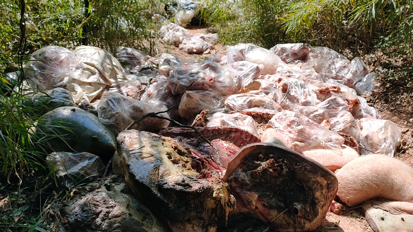 ชาวบ้านผวาพบซากหมูกว่า1ตันถูกทิ้งปริศนาเกลื่อนป่าชุมชนหวั่นติดเชื้อ