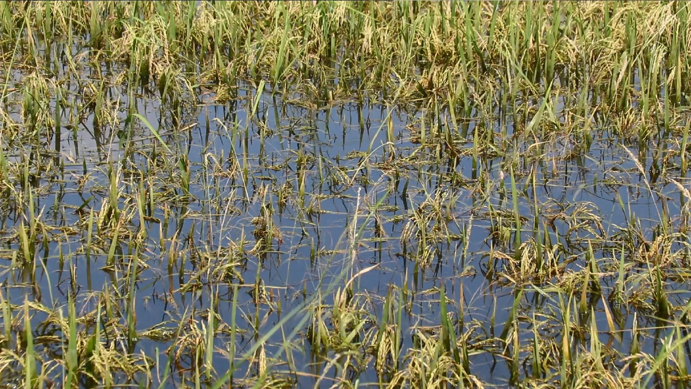 น้ำท่วมลดระดับ-พบนาข้าวเน่าเสียเก็บเกี่ยวไม่ได้ น้ำท่วมลดระดับ-พบนาข้าวเน่าเสียเก็บเกี่ยวไม่ได้