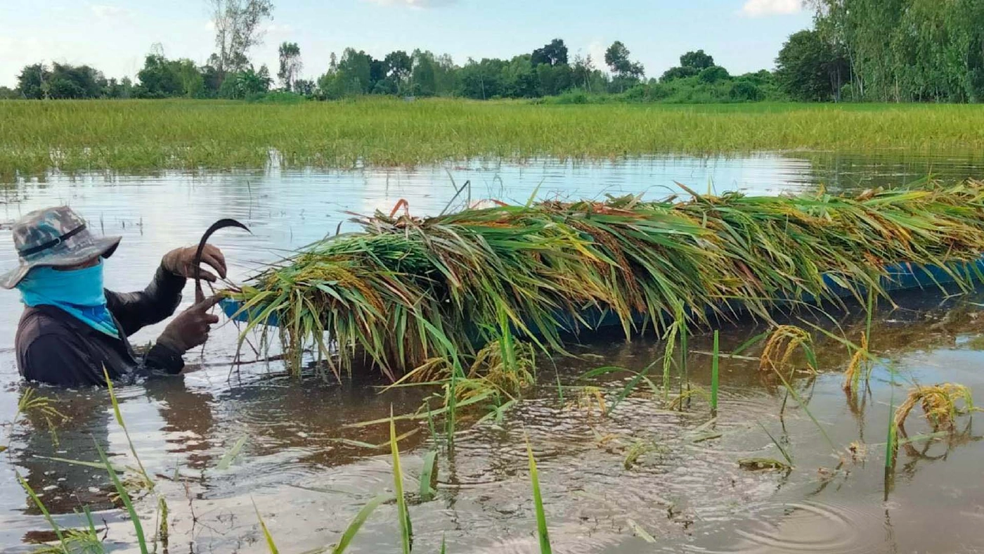 ชาวนาลุ่มน้ำชีร้อยเอ็ด ลอยคอเกี่ยวข้าวหนีน้ำท่วม
