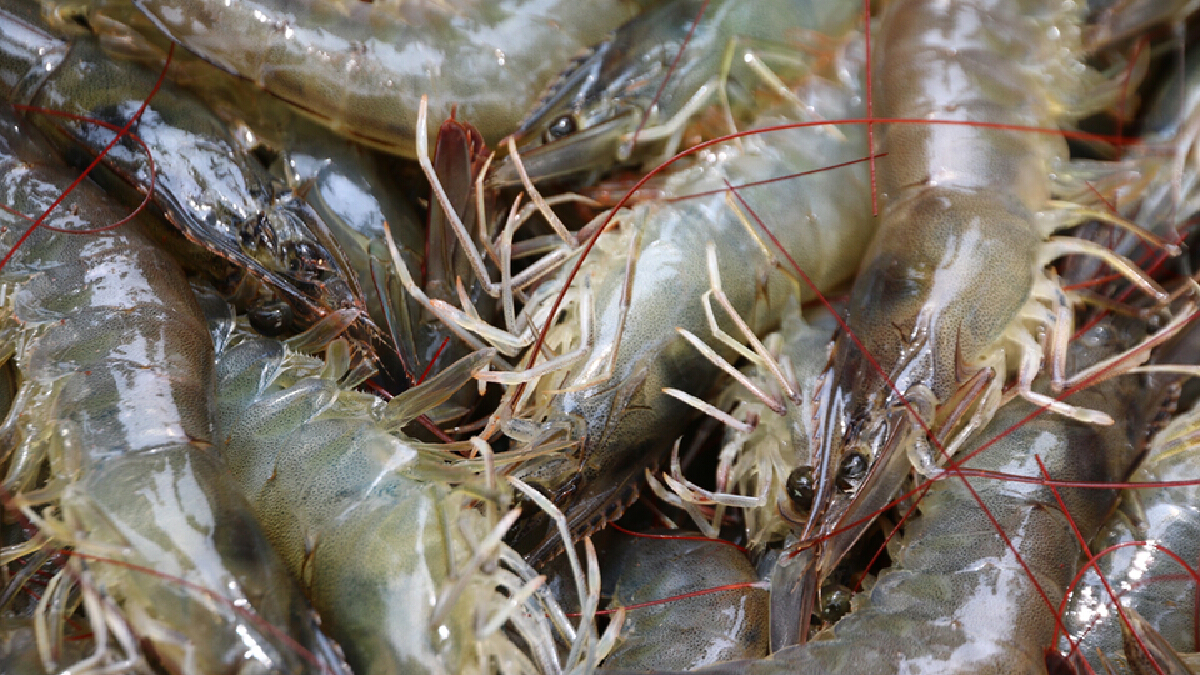 สมาคมกุ้งฯ จี้รัฐกำหนดโควต้านำเข้า หวั่นกระทบเกษตรกร สมาคมกุ้งฯ จี้รัฐกำหนดโควต้านำเข้า หวั่นกระทบเกษตรกร