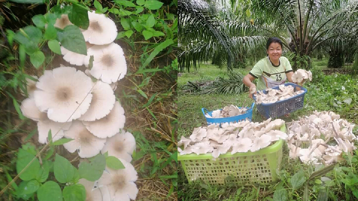 ฮือฮา!! พบเห็ดงอกขาวโพลน เต็มสวนปาล์ม 1 ปีมีครั้งเดียว ฮือฮา!! พบเห็ดงอกขาวโพลน เต็มสวนปาล์ม 1 ปีมีครั้งเดียว