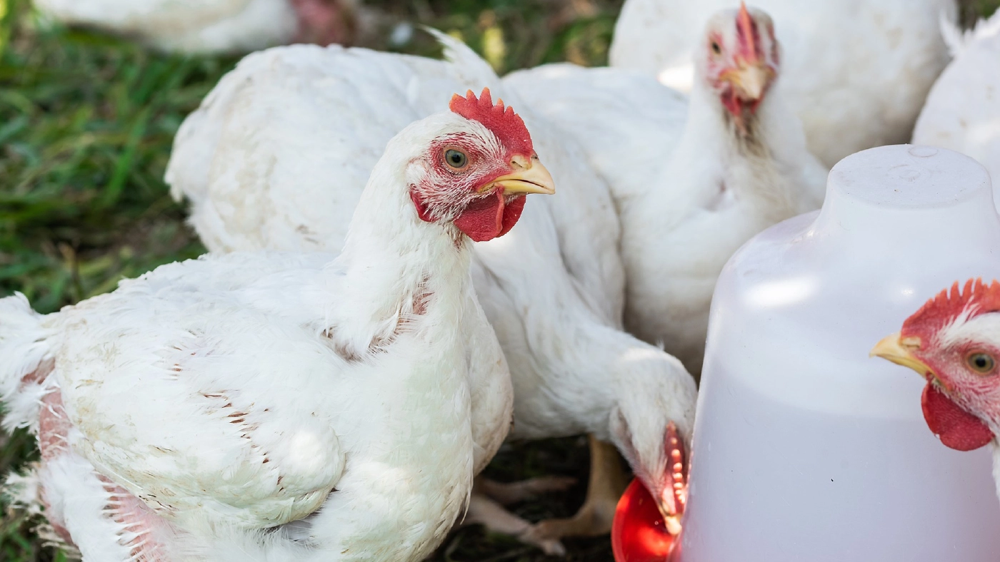 ปศุสัตว์ แจงไก่ไทยถูกฉีดยาเร่งเร่งโต ผู้บริโภคเสี่ยงมะเร็ง เป็นข้อมูลเท็จ