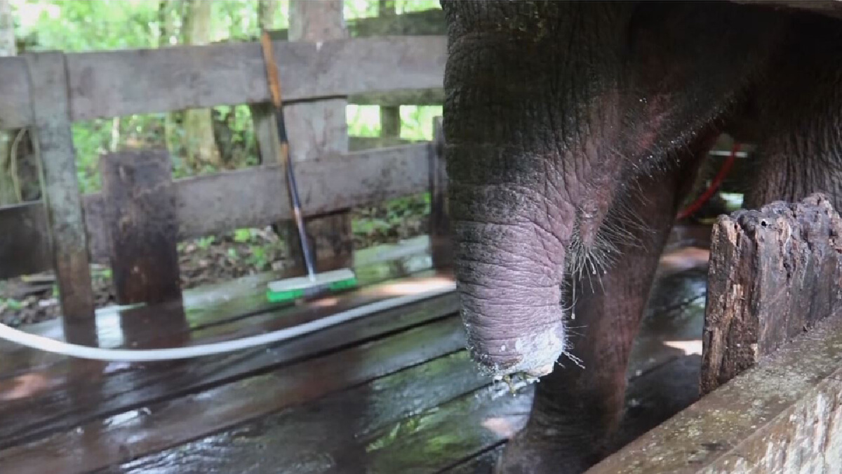 ช้างสุมาตราตัวน้อยโดนตัดงวง หลังติดกับดักพรานใจร้าย ช้างสุมาตราตัวน้อยโดนตัดงวง หลังติดกับดักพรานใจร้าย