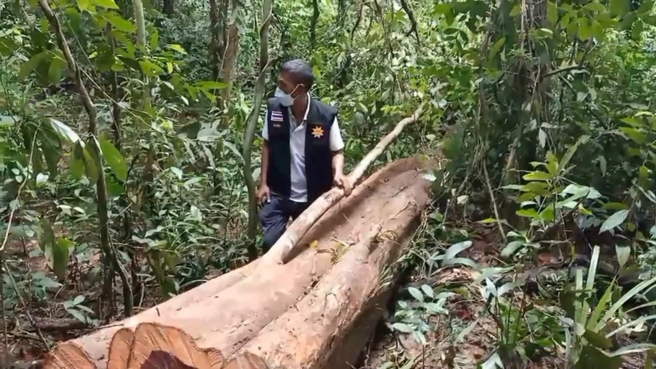 อุกอาจ!! ลอบตัดไม้พะยูงมูลค่า 270 ล้าน แปลงป่าพระมหากษัตริย์