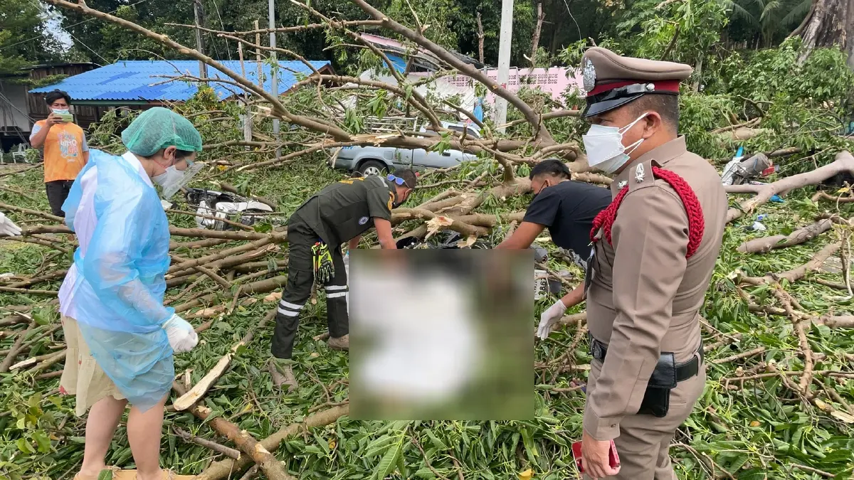 ลมกระโชกแรง กิ่งต้นกระเหรี่ยงอายุ 100 ปีหักทับพ่อลูกวัย 2 ขวบดับคาที่