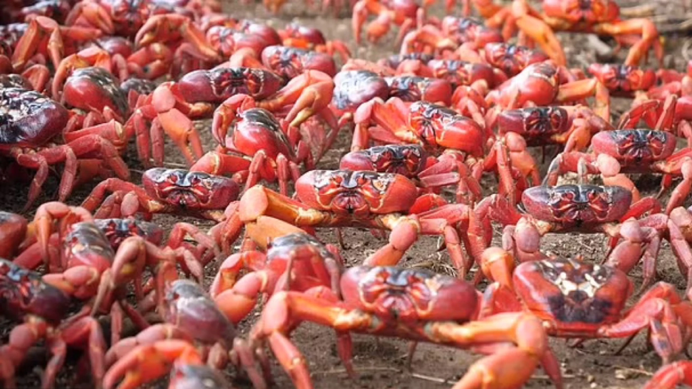 ฤดูปูแดงอพยพสู่เกาะคริสต์มาส อวดสายตานักท่องเที่ยวออสเตรเลีย ฤดูปูแดงอพยพสู่เกาะคริสต์มาส อวดสายตานักท่องเที่ยวออสเตรเลีย