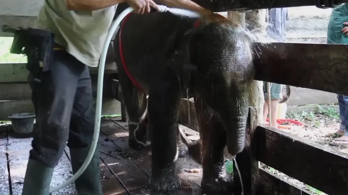 ลูกช้างสุมาตรางวงขาด เดินทางไปดาวช้างแล้ว