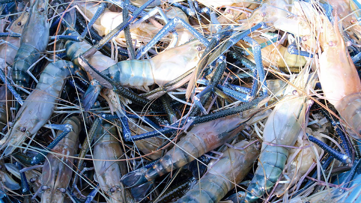 หนุนกำหนดราคา ‘กุ้ง‘ สร้างความมั่นใจเกษตรกร หนุนกำหนดราคา ‘กุ้ง‘ สร้างความมั่นใจเกษตรกร