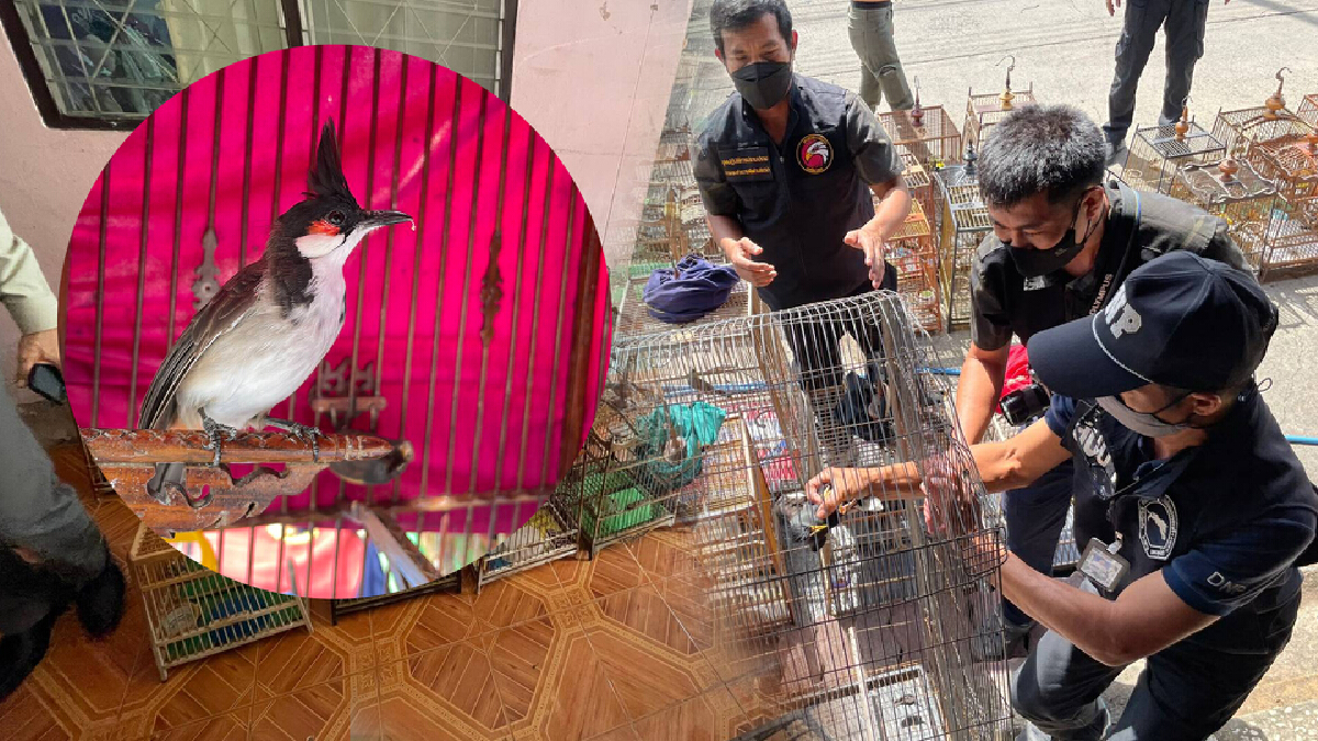 เหยี่ยวดง รวบหนุ่มลักลอบเลี้ยงนกกรงหัวจุก-นกแก้วโม่ง กว่า 41 ตัว เหยี่ยวดง รวบหนุ่มลักลอบเลี้ยงนกกรงหัวจุก-นกแก้วโม่ง กว่า 41 ตัว