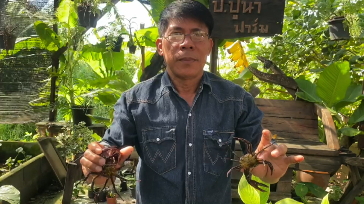 เพาะพันธุ์ ‘ปูนา‘ โกยแสนกว่าต่อเดือน! เพาะพันธุ์ ‘ปูนา‘ โกยแสนกว่าต่อเดือน!