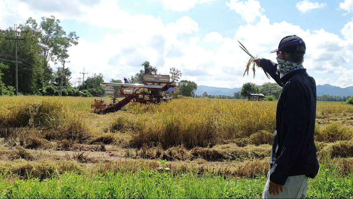 จังหวัดพะเยาตั้งจุดรับซื้อข้าวชาวนา 11 จุด