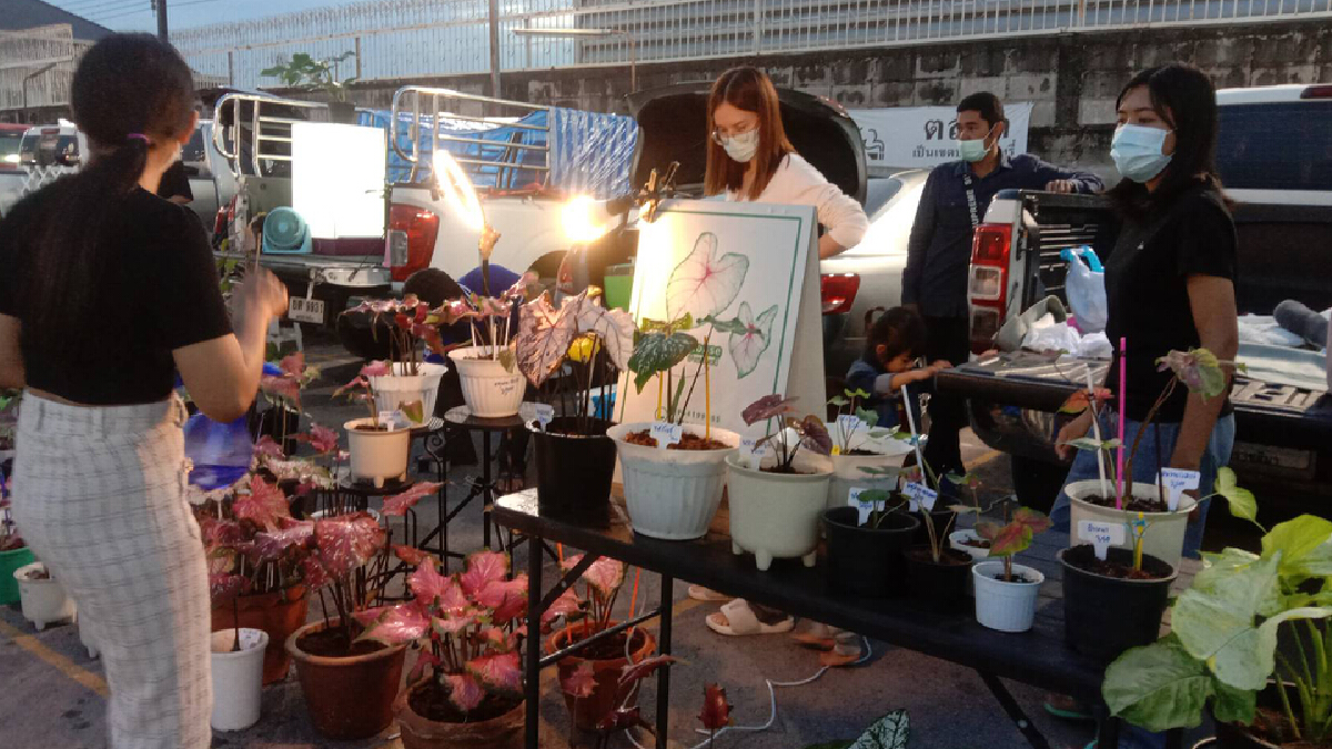 ตลาดนัดต้นไม้คึกคัก "บอนสี ไม้ด่าง"มาแรง ตลาดนัดต้นไม้คึกคัก "บอนสี ไม้ด่าง"มาแรง