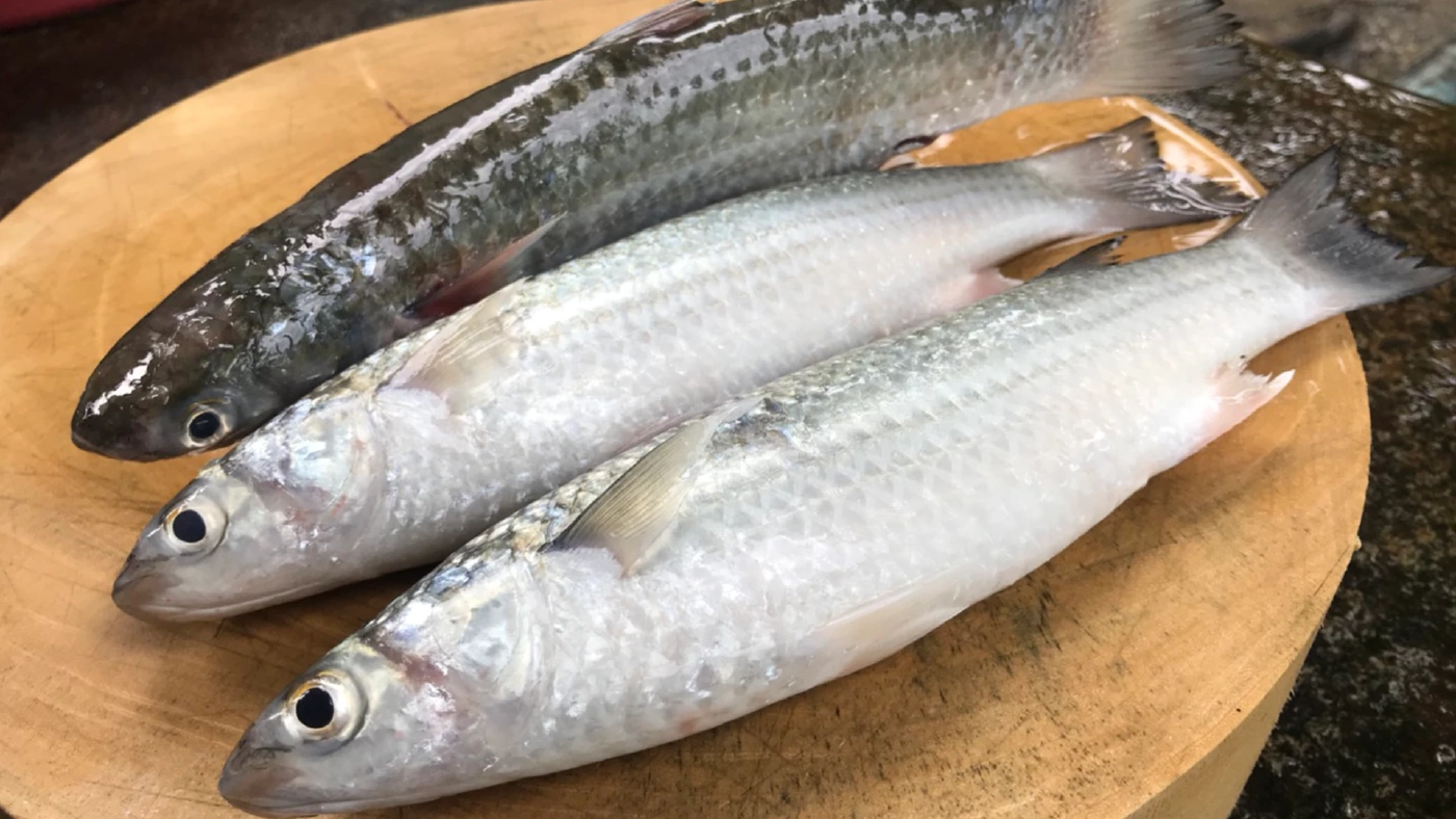 แห่จับ ปลากระบอก สร้างรายได้ช่วงมรสุม แห่จับ ปลากระบอก สร้างรายได้ช่วงมรสุม