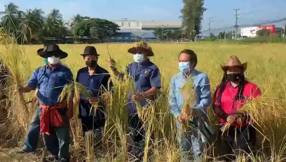 แม่สอดเกี่ยวข้าวอินทรีย์วิถีชีวิตชาวนาไทย