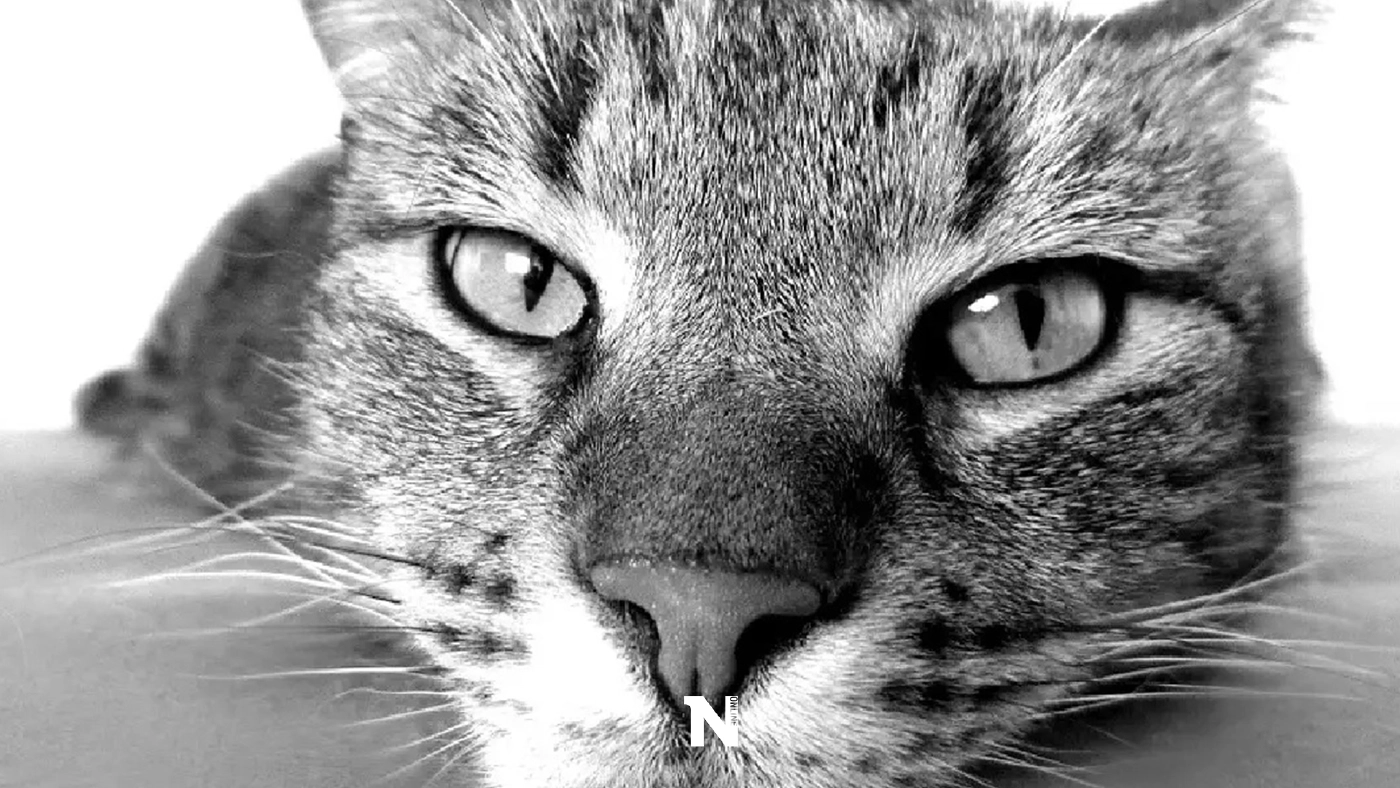 ทาสแมวหนุ่มม.5 สุดเศร้า หลังน้องแมวสุดที่รักจากไป วอนขอกำลังใจชาวเน็ต