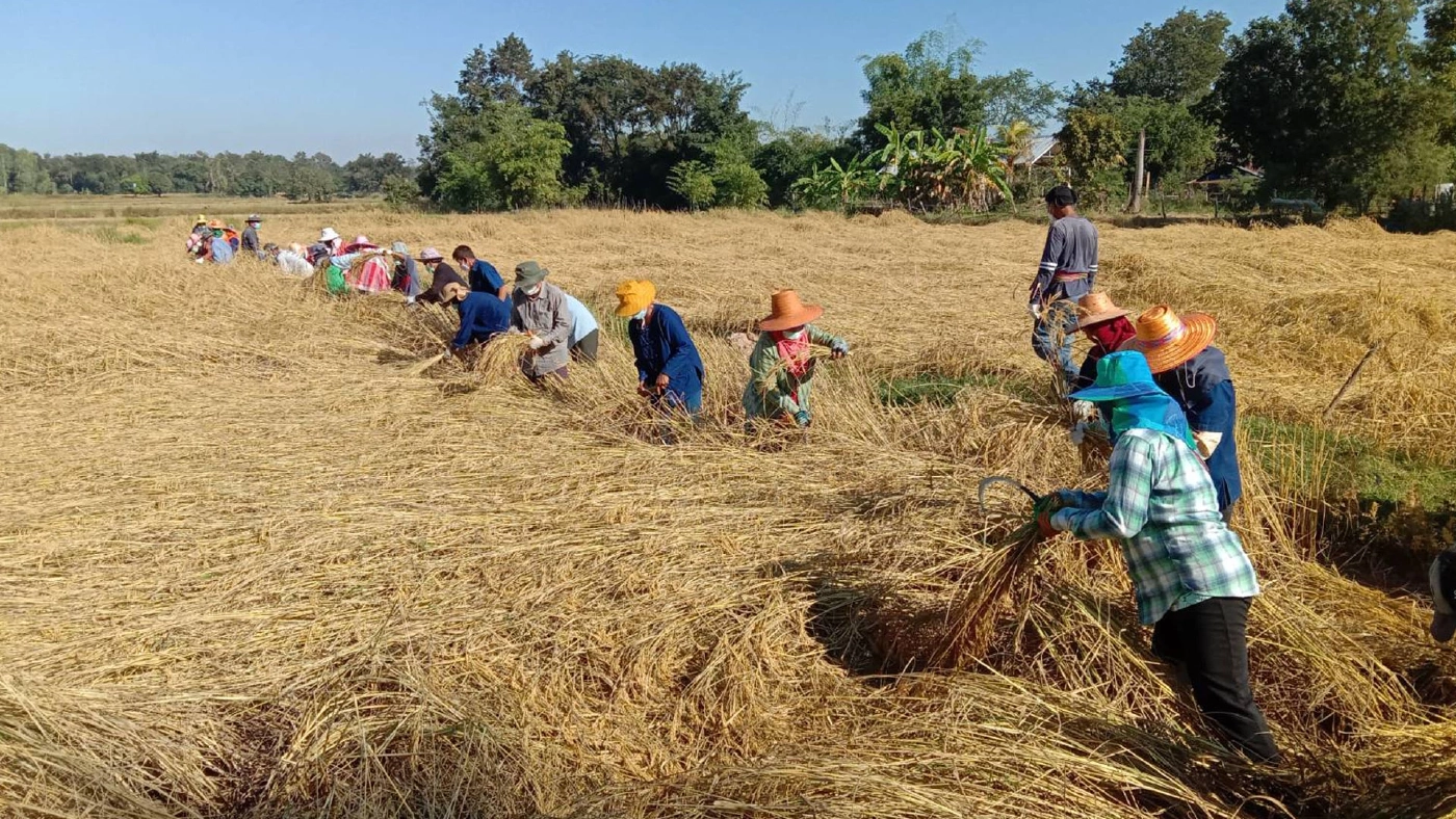 สีสัน..เป่าแคนตีกลองยาวเกี่ยวข้าว นายอำเภอกระตุ้นชาวบ้านลงแขกลดต้นทุน