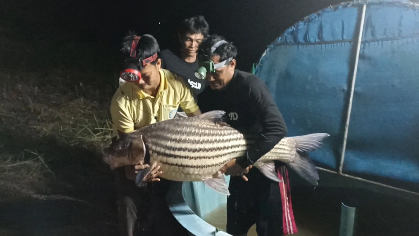 เข้าสู่หน้าหนาวชาวลูกน้ำโขงจับปลายี่สกไทยตัวใหญ่สุด 40 กก.