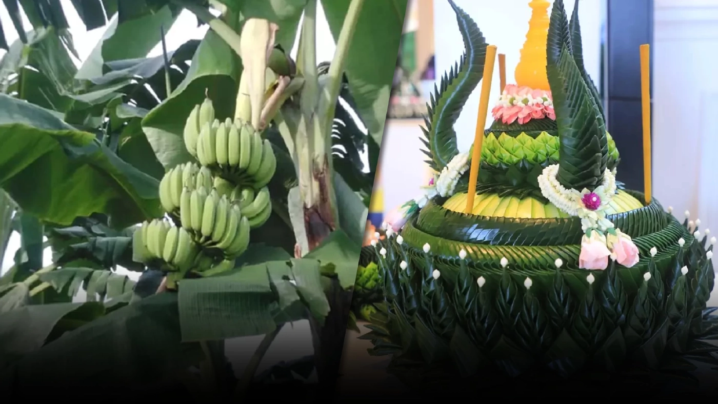 เรื่องของ “กล้วย” ที่ไม่กล้วยๆ แต่คุณประโยชน์เยอะมาก เรื่องของ “กล้วย” ที่ไม่กล้วยๆ แต่คุณประโยชน์เยอะมาก