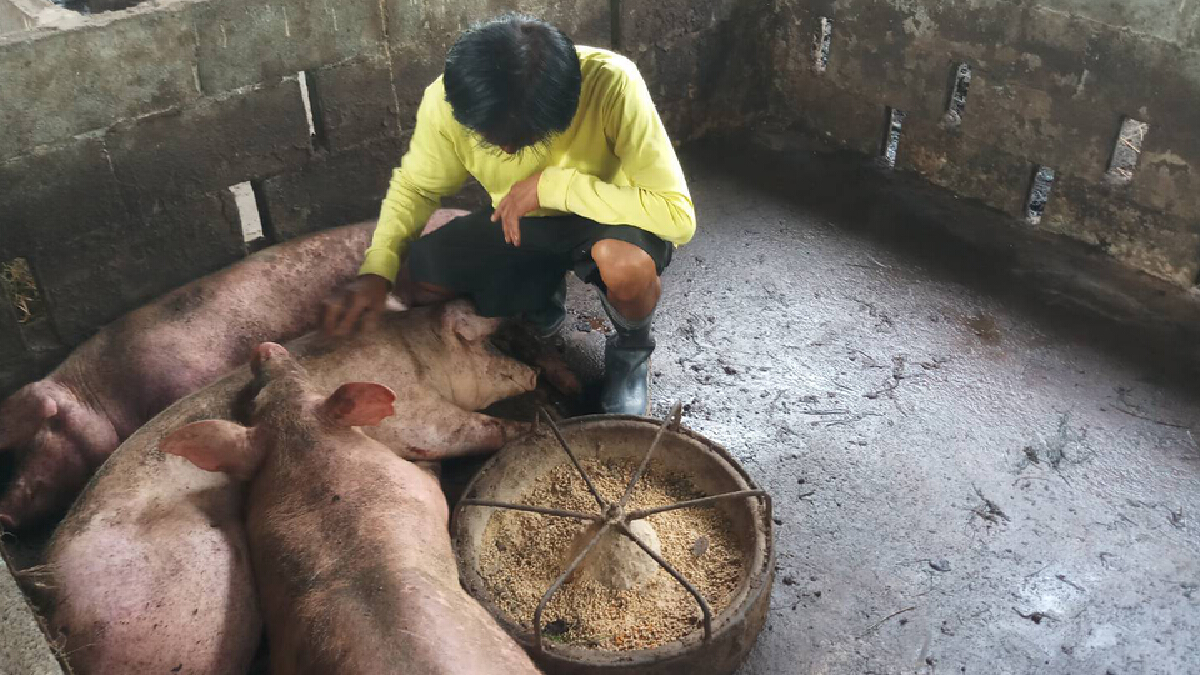 ขาดทุนยับหมูป่วยเป็นโรคตายอาการร่อแร่รอวันตายอีก 10 ตัว