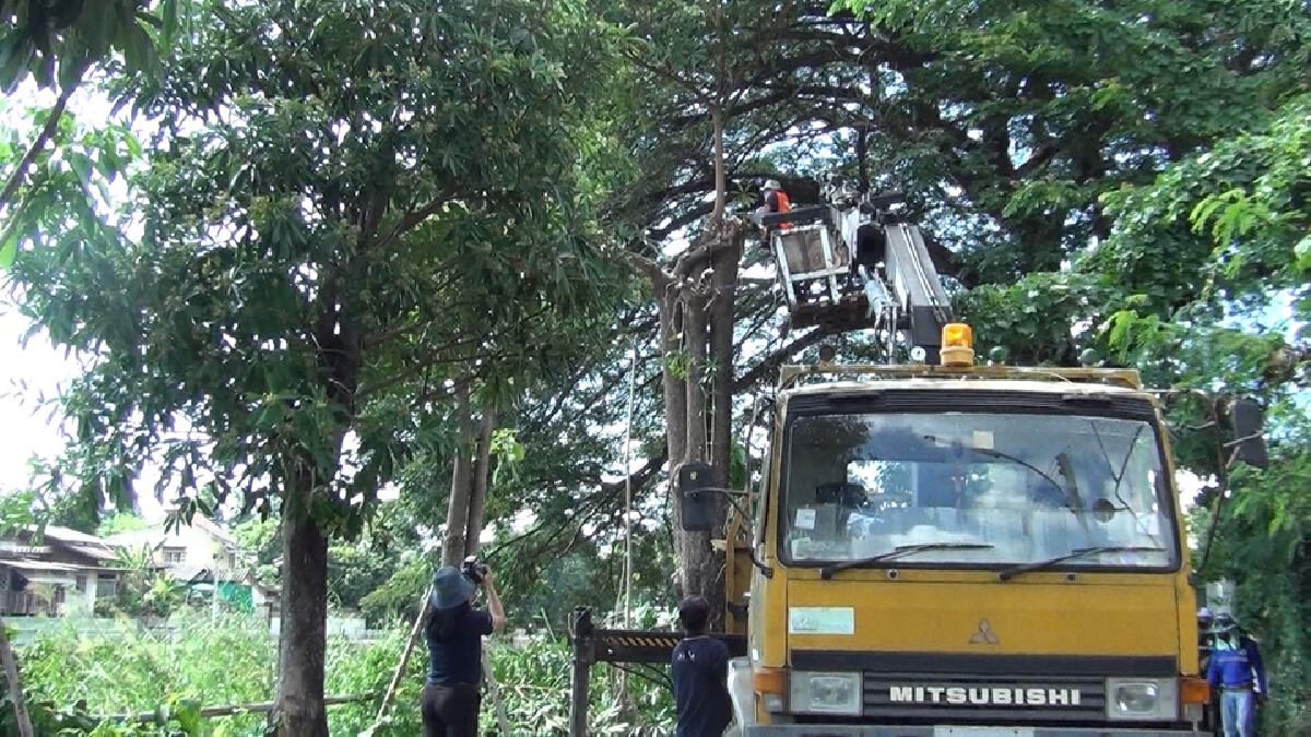ชาวบ้านเฮ! ทน.ลำปางตัดต้นตีนเป็ด-ส่งกลิ่นเหม็นตลบอบอวนทั่วเมือง ชาวบ้านเฮ! ทน.ลำปางตัดต้นตีนเป็ด-ส่งกลิ่นเหม็นตลบอบอวนทั่วเมือง