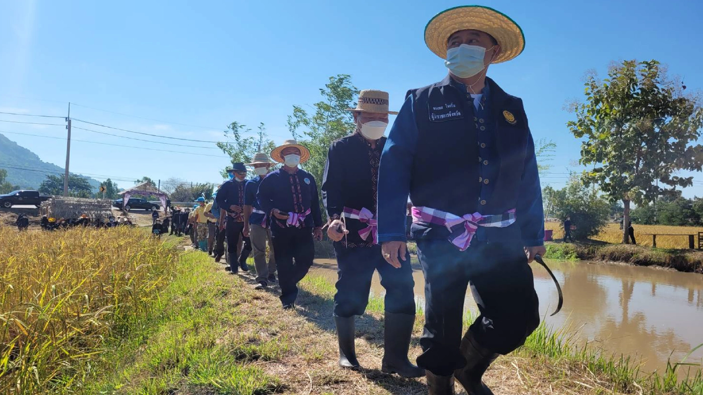 ผู้ว่าฯกาฬสินธุ์นำลงแขกเกี่ยวข้าวGIเขาวง ผู้ว่าฯกาฬสินธุ์นำลงแขกเกี่ยวข้าวGIเขาวง