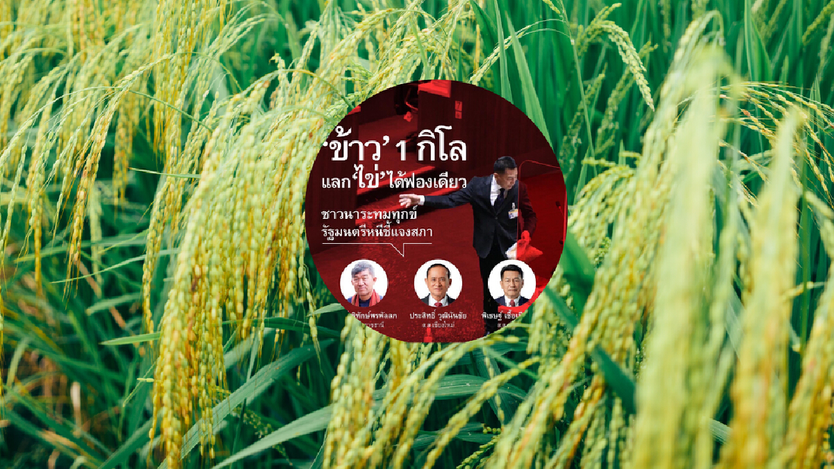“ส.ส.เพื่อไทย” รุมซัดปัญหาราคาข้าวตก ชี้ "ข้าว 1 กิโลกรัมแลกไข่ได้ฟองเดียว" “ส.ส.เพื่อไทย” รุมซัดปัญหาราคาข้าวตก ชี้ "ข้าว 1 กิโลกรัมแลกไข่ได้ฟองเดียว"