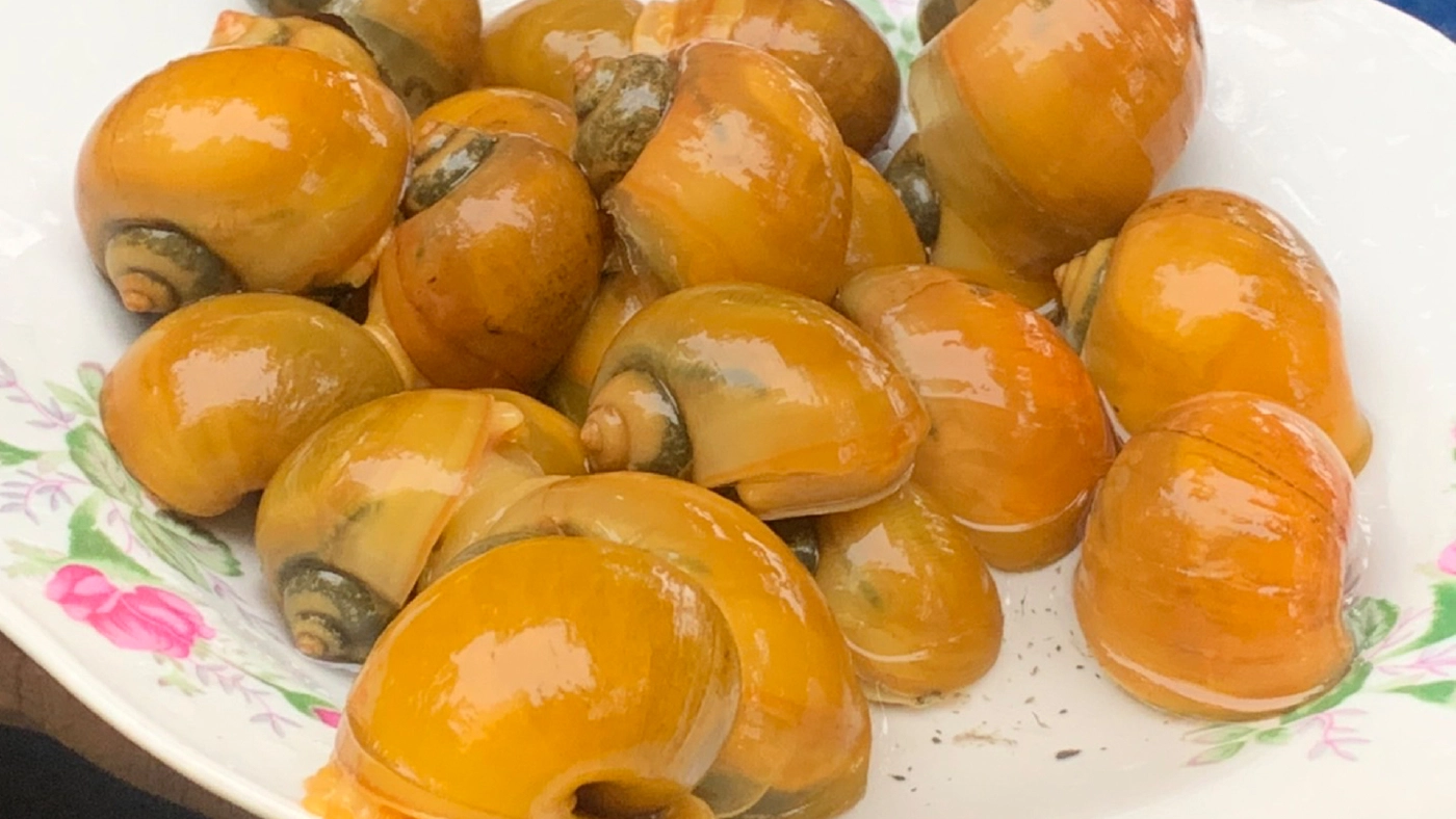 สัตว์เศรษฐกิจใหม่ เลี้ยงหอยเชอรี่สีทองโกยรายได้วันละพัน