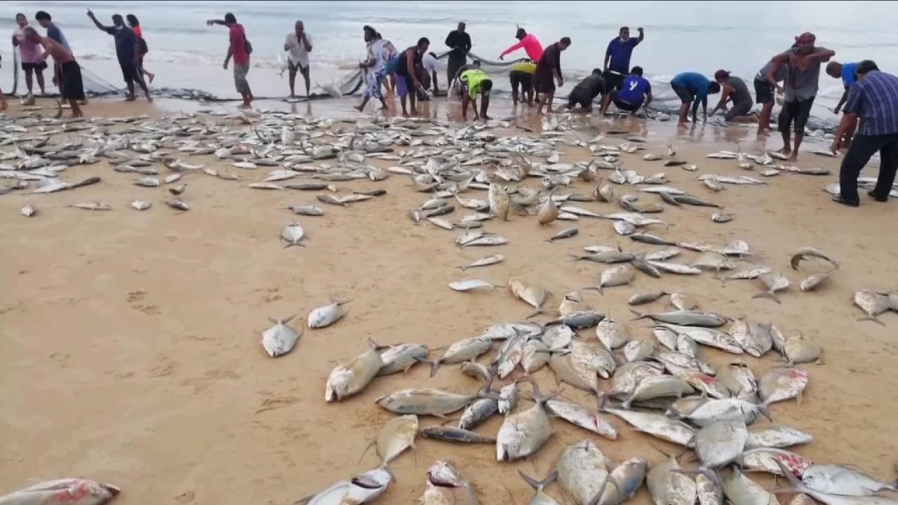 ปรากฎการณ์ "ปลามง" ริมหาดหิ้วอวนล้อมจับได้ยกฝูง ปรากฎการณ์ "ปลามง" ริมหาดหิ้วอวนล้อมจับได้ยกฝูง
