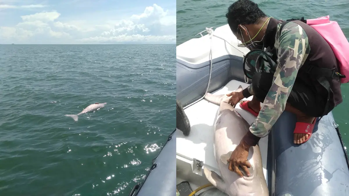 เศร้า! พบซากพะยูนลอยตาย บริเวณเกาะมุก จ.ตรัง เศร้า! พบซากพะยูนลอยตาย บริเวณเกาะมุก จ.ตรัง