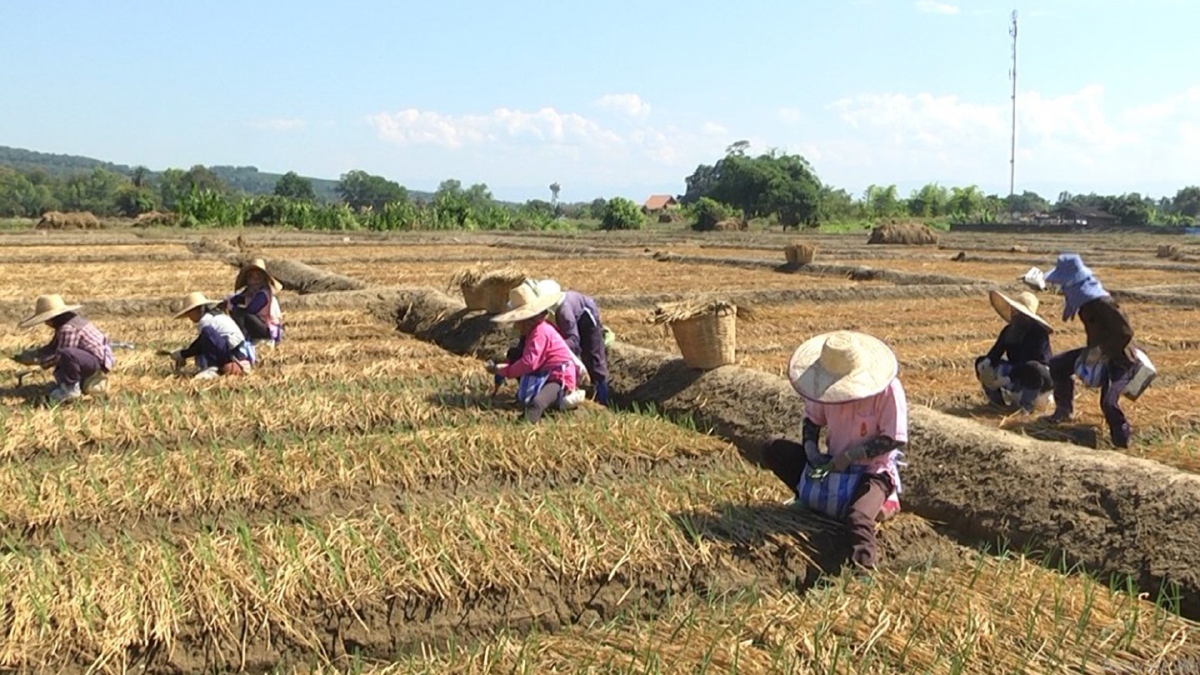 เกษตรฯ กางแผนเพาะปลูกพืชฤดูแล้ง 11.65 ล้านไร่