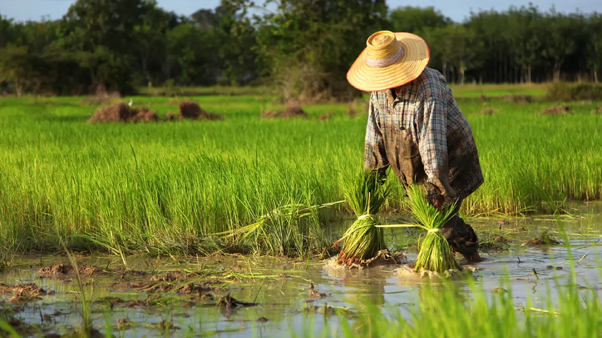 ธ.ก.ส.ทุ่ม 3.5 หมื่นล้านช่วยสินเชื่อชาวนา ธ.ก.ส.ทุ่ม 3.5 หมื่นล้านช่วยสินเชื่อชาวนา