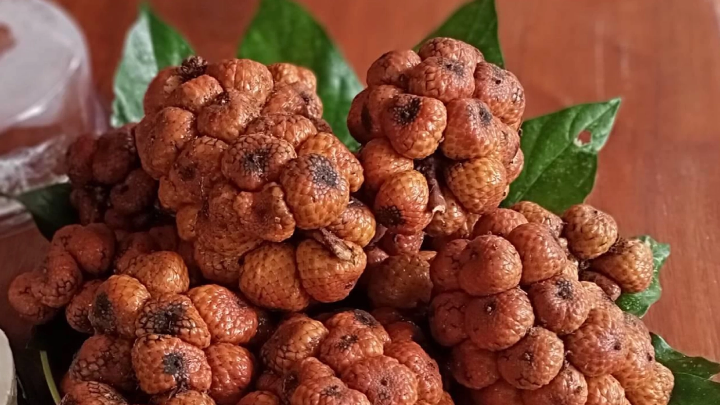 ชาวสวนตรังแปรรูป ‘หลุมพี‘ สร้างรายได้