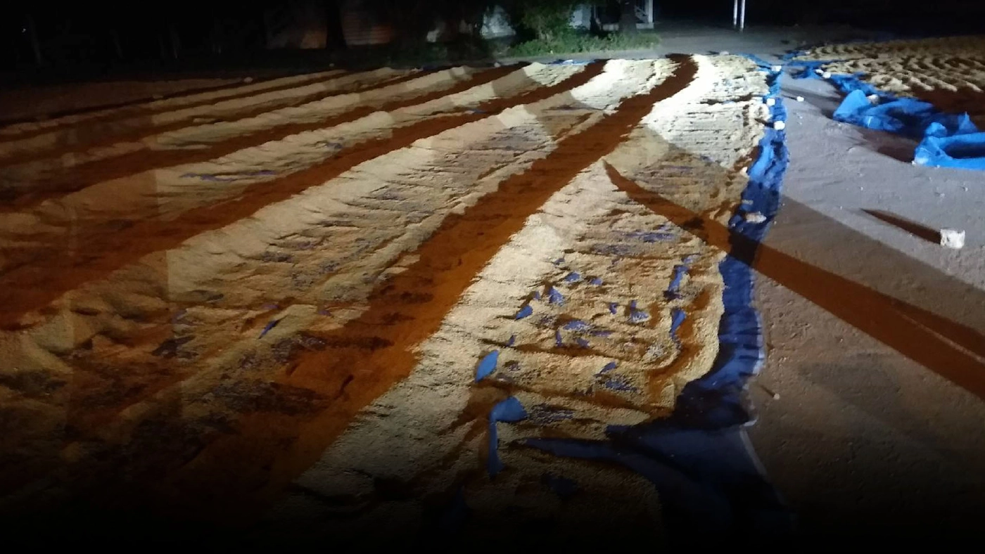 ตากข้าวหน้าเมรุ ปลอดภัยไม่ต้องมีคนเฝ้าทั้งคืน