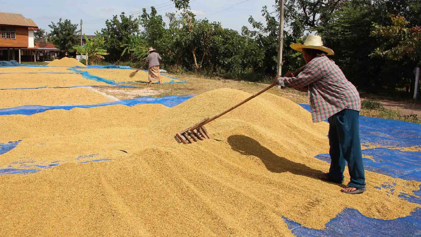 ชาวนากาฬสินธ์ุตากข้าวเปลือกชะลอขายหวังได้ราคาสูงกว่า 5 บาท
