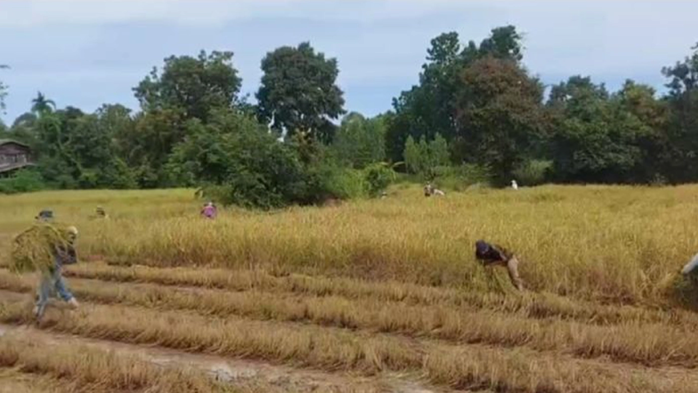 แปลกแต่จริง ชาวบ้านแห่แย่งฟางข้าวเกี่ยวใหม่ไปให้สัตว์เลี้ยง แปลกแต่จริง ชาวบ้านแห่แย่งฟางข้าวเกี่ยวใหม่ไปให้สัตว์เลี้ยง