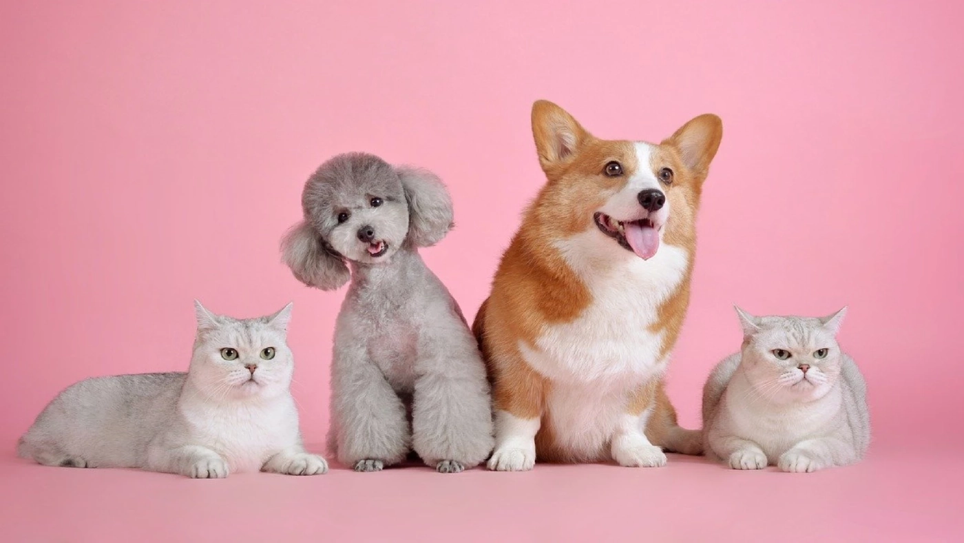 ฝรั่งเศสห้ามขายหมาแมวในร้าน เริ่มปี 2024 ป้องกันหมาแมวถูกทิ้ง