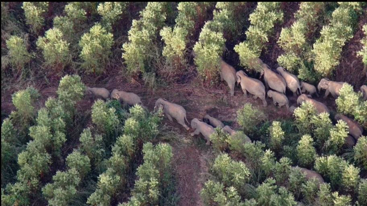 ช้างป่าเขตรักษาพันธุ์สัตว์ป่าเขาอ่างฤาไนยังไม่กลับคืนแปดริ้ว