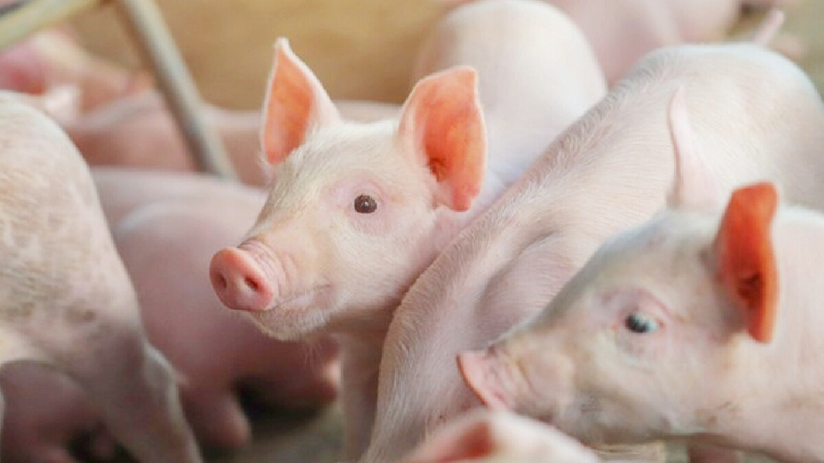 เกษตรกรระทม โรคหมูทำผลผลิตหาย 30% ซ้ำขาดทุนสะสมกว่า 3 ปี
