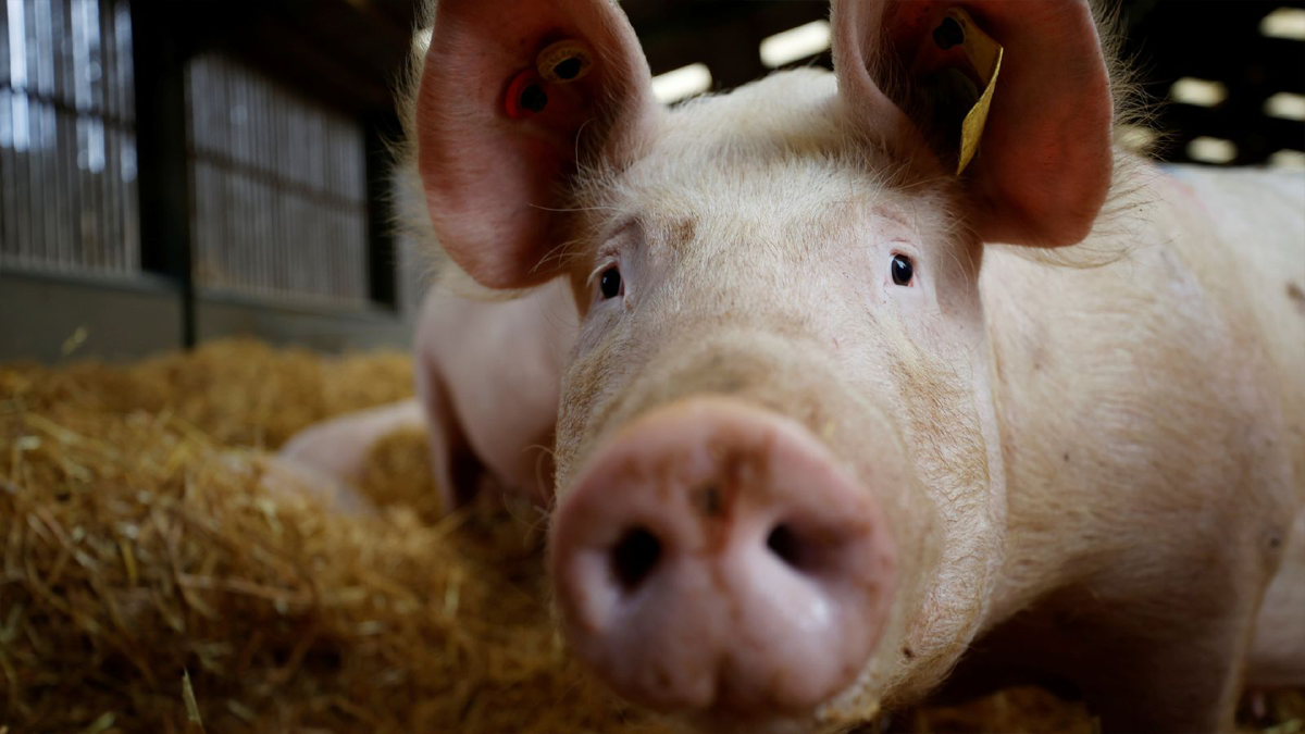 พาณิชย์จ่อเข็น ‘หมูธงฟ้า‘ ลดค่าครองชีพประชาชน พาณิชย์จ่อเข็น ‘หมูธงฟ้า‘ ลดค่าครองชีพประชาชน