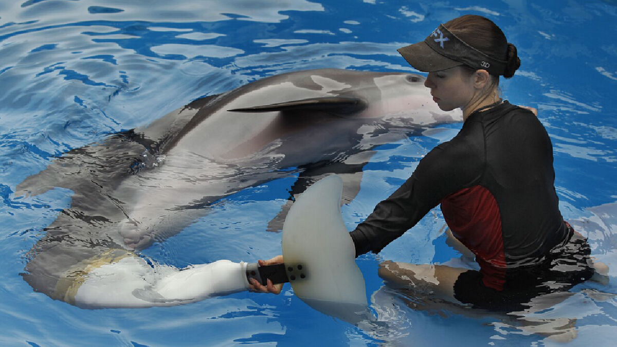 "Winter" โลมาใส่หางเทียม จากหนัง "Dolphin Tale" ป่วยอาการไม่สู้ดี "Winter" โลมาใส่หางเทียม จากหนัง "Dolphin Tale" ป่วยอาการไม่สู้ดี