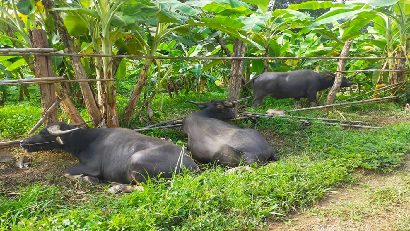 สกัดจับ"ควายเถื่อน"ลักลอบจากเมียนมาเข้าไทย