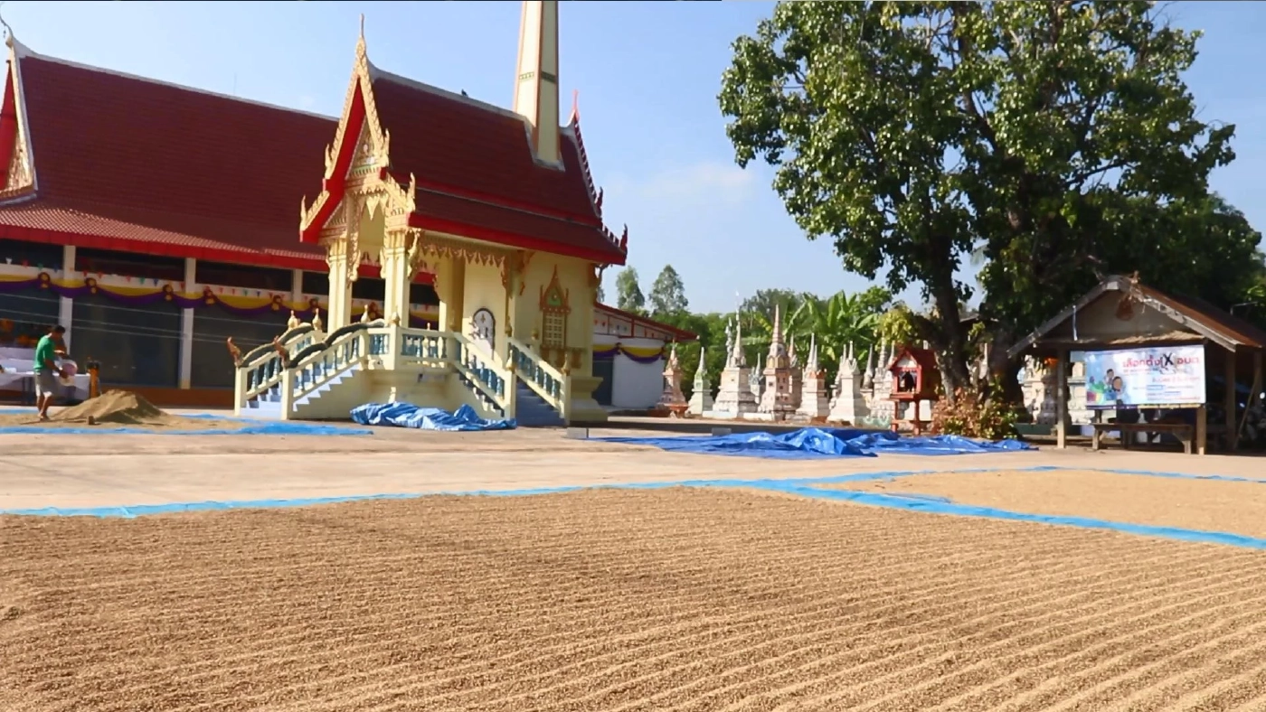 ชาวนาพิจิตรใช้ลานวัดตากข้าวลดต้นทุน-อุบัติเหตุ