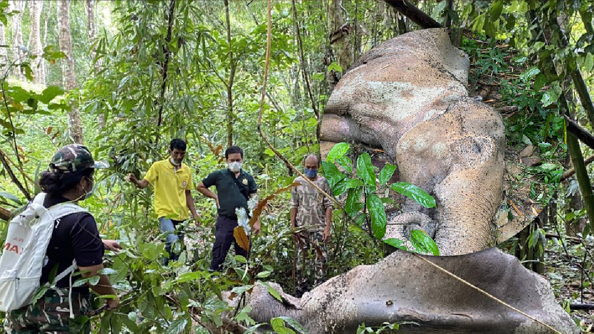 สุดเศร้า! พบช้างป่านอนตายใกล้เขตอุทยานแห่งชาติแก่งกรุง สุดเศร้า! พบช้างป่านอนตายใกล้เขตอุทยานแห่งชาติแก่งกรุง