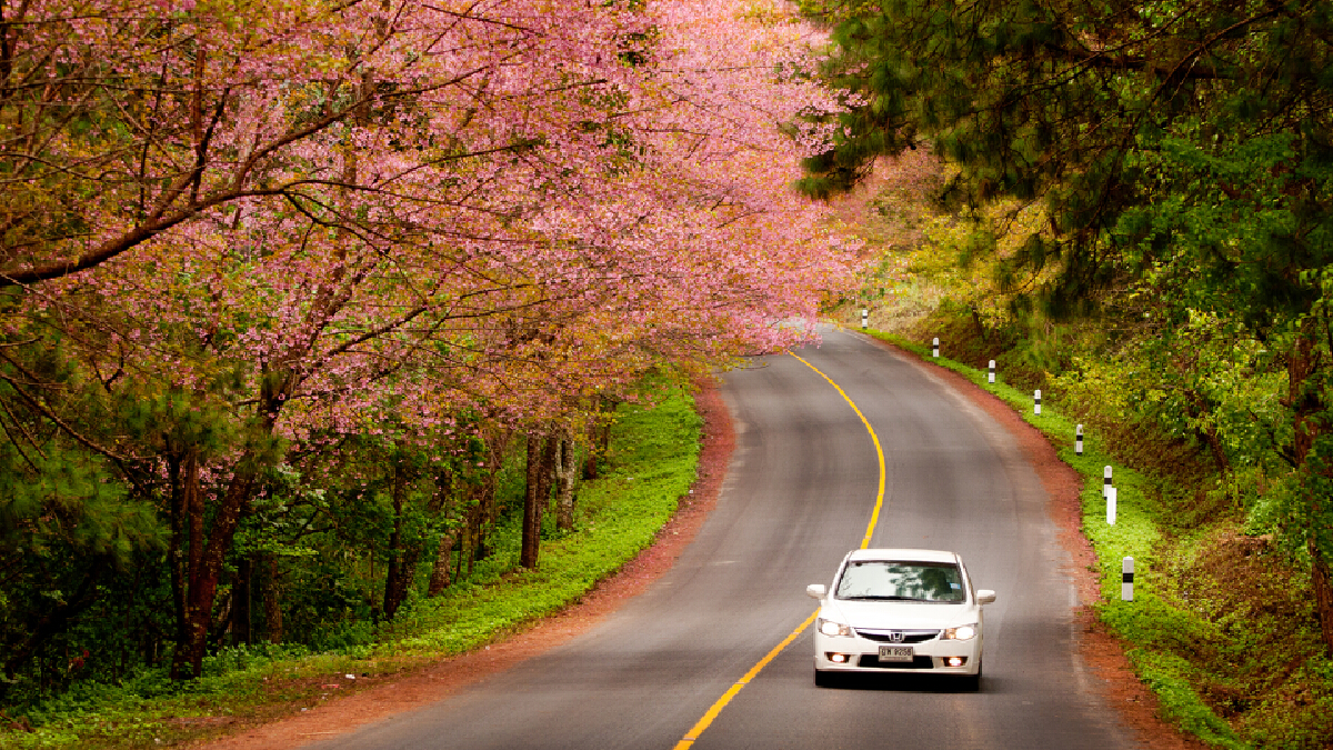 “ขับรถเที่ยว” หน้าหนาว เส้นทางสวย สีสันละลานตา