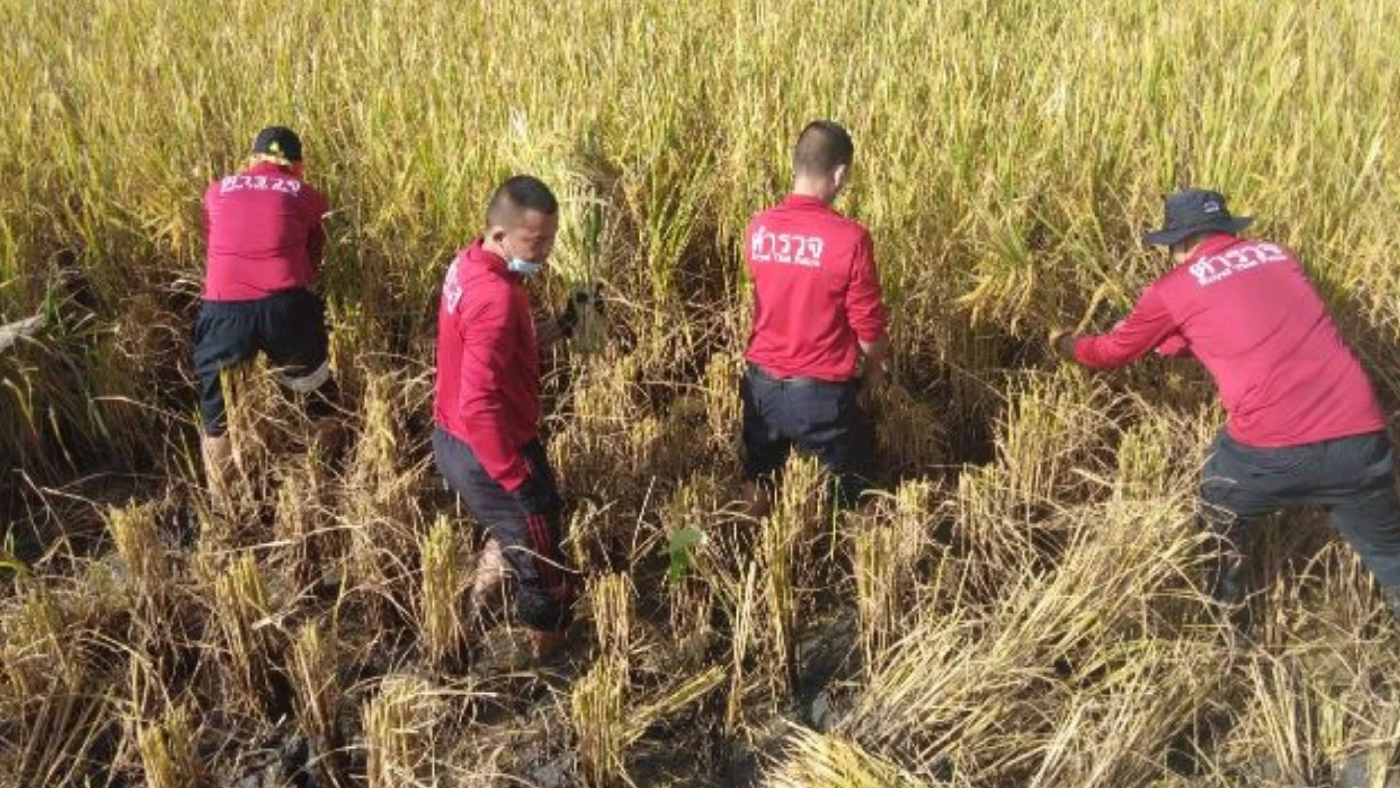 ชื่นชม ! ตำรวจผาขาว จ.เลย ช่วยตายาย 72 ปีสุดยากจน ลงแขกเกี่ยวข้าว