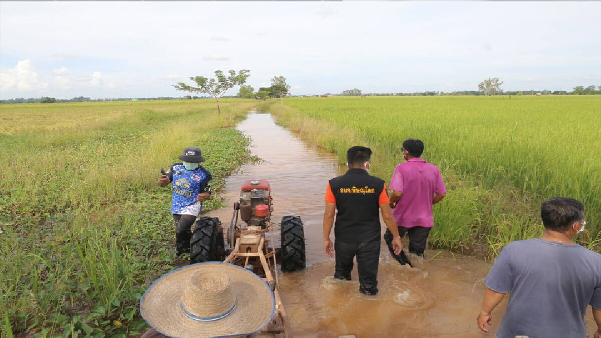 อบจ.พิษณุโลกช่วยชาวนา-ข้าวหอมมะลิจมน้ำ 2 หมื่นไร่ อบจ.พิษณุโลกช่วยชาวนา-ข้าวหอมมะลิจมน้ำ 2 หมื่นไร่