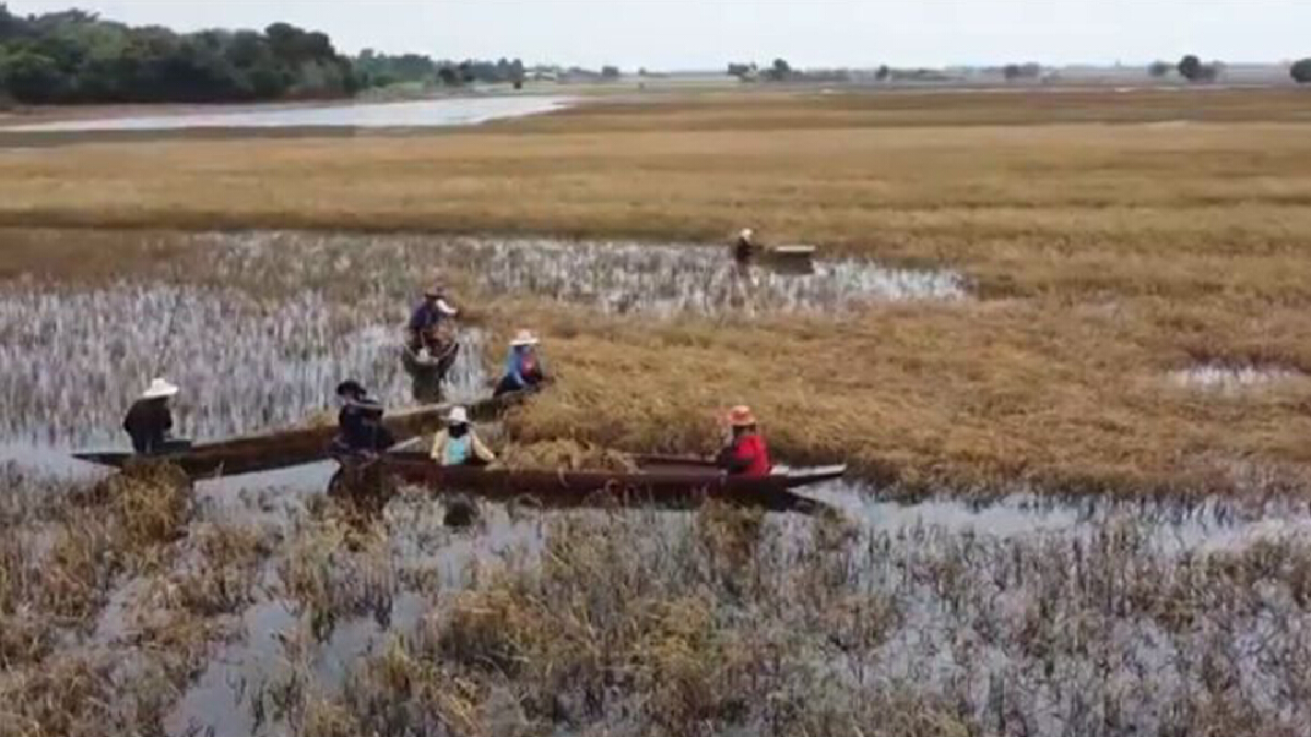 ชาวนาสุรินทร์พายเรือเกี่ยวข้าวจมน้ำเน่าเหม็น